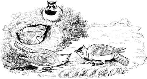 Horned Lark Birds Coloring Page